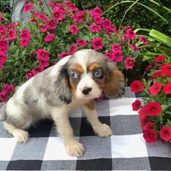 Remie, Cavalier King Charles Spaniel Puppy